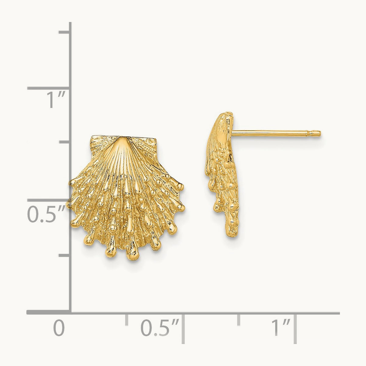 Lion's Paw Shell Post Earrings — 13.9mm
