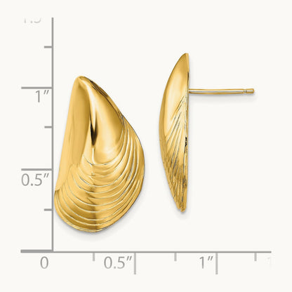 Polished Mussel Shell Post Earrings, 14K