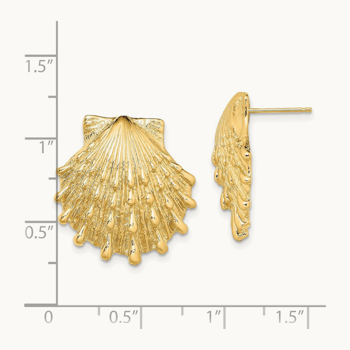 Lion's Paw Shell Post Earrings — 22.3mm